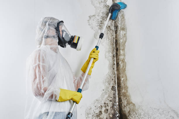 Best Office Mold Removal Services  in Yuc Valley, CA