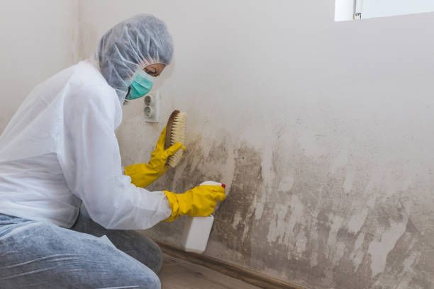 Best Mold Damage Repair  in Yuc Valley, CA