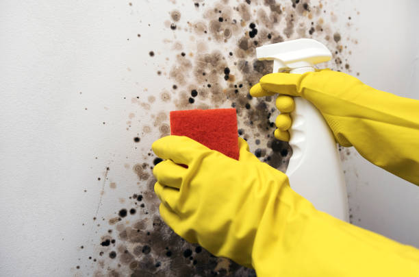 Best Professional Mold Removal  in Yuc Valley, CA