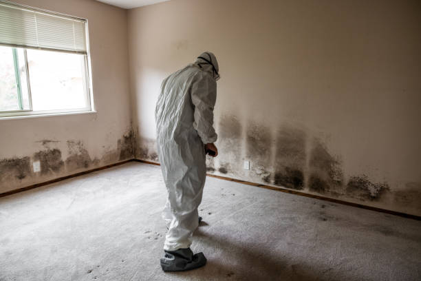 Best Residential Mold Removal  in Yuc Valley, CA