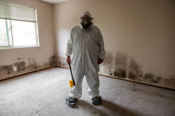 Professional Mold Removal in Yucca Valley, CA