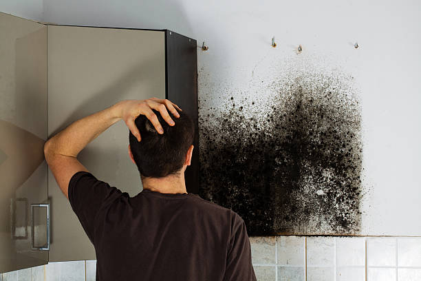 Best Black Mold Removal  in Yuc Valley, CA