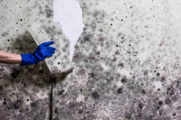 Best Attic Mold Removal  in Yuc Valley, CA
