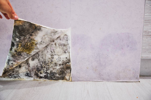 Best Commercial Mold Removal  in Yuc Valley, CA